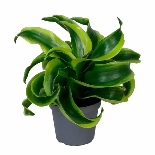 Dracaena Draco Tornado T06