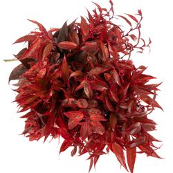 Leucothoe Gef.Rot 55cm
