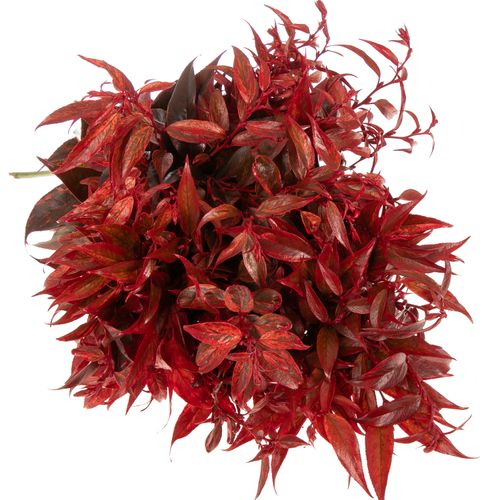 Leucothoe Gef.Rot 55cm