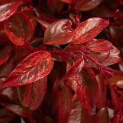 Leucothoe Gef.Rot 55cm