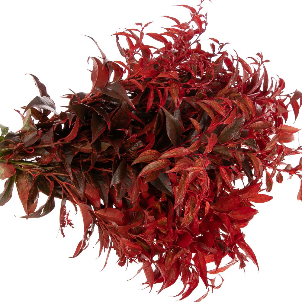 Leucothoe Gef.Rot 55cm