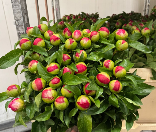 Pfingstrose fuchsia gefüllt Rosso 60cm