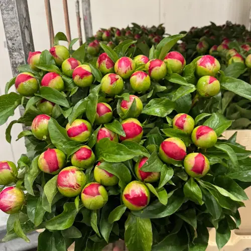 Pfingstrose fuchsia gefüllt Rosso 60cm