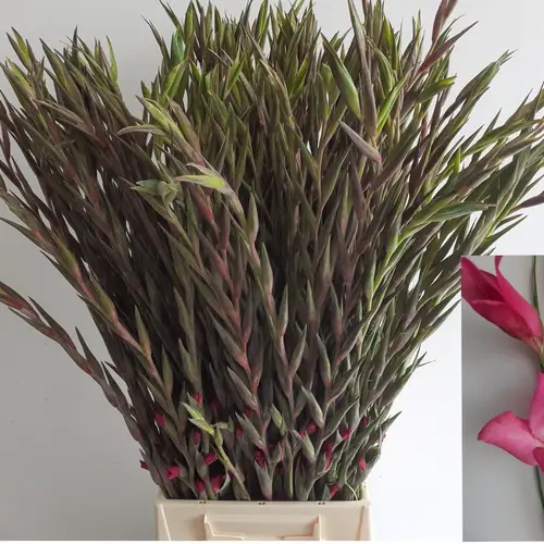 Colvillis rosa Charming Lady 60cm