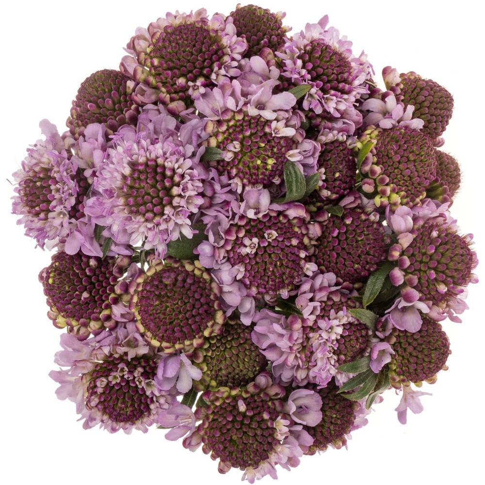 Scabiosa lila Saura 50cm