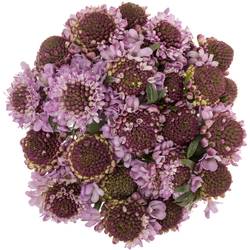 Scabiosa lila Saura 50cm