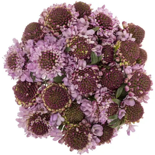 Scabiosa lila Saura 50cm
