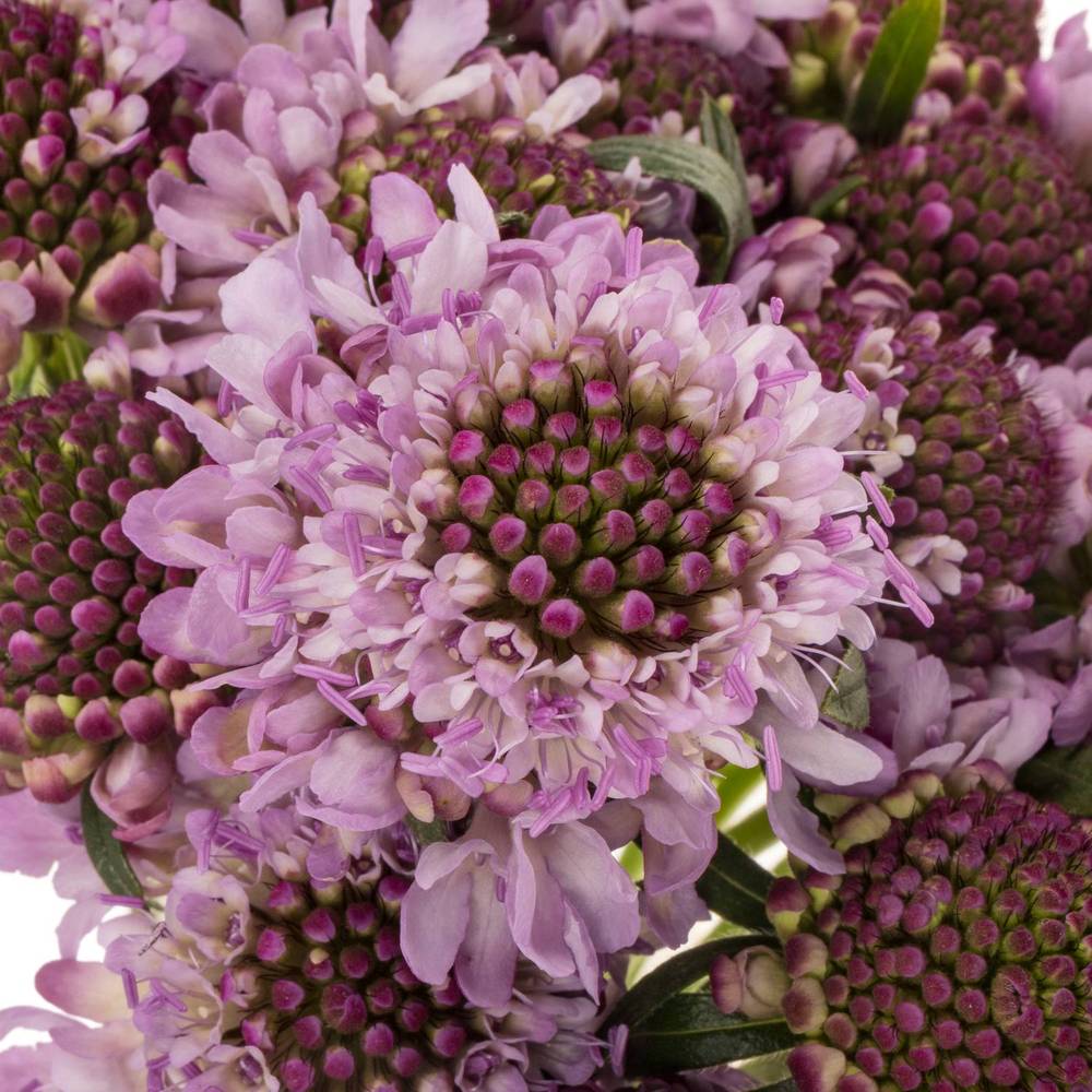 Scabiosa lila Saura 50cm
