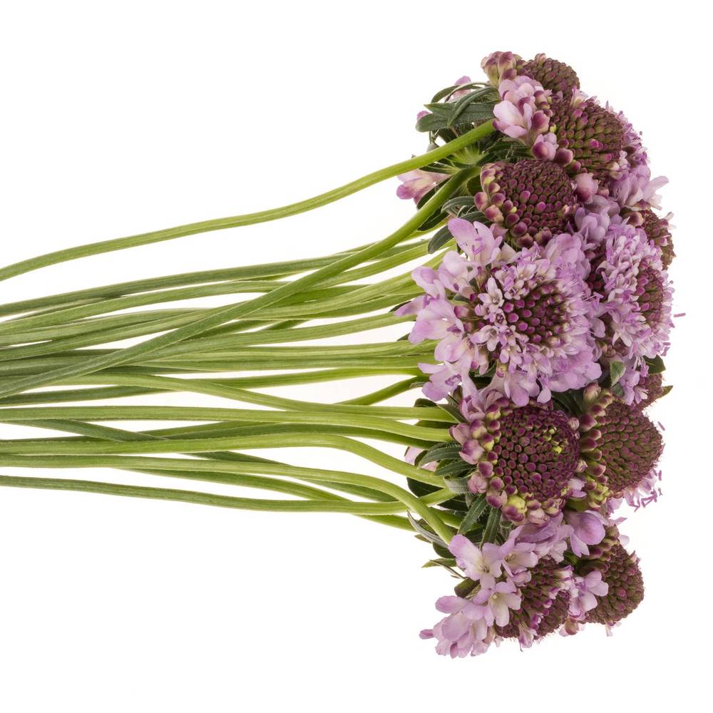 Scabiosa lila Saura 50cm