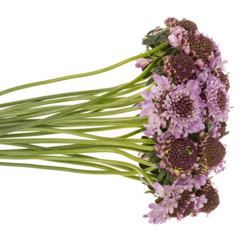 Scabiosa lila Saura 50cm