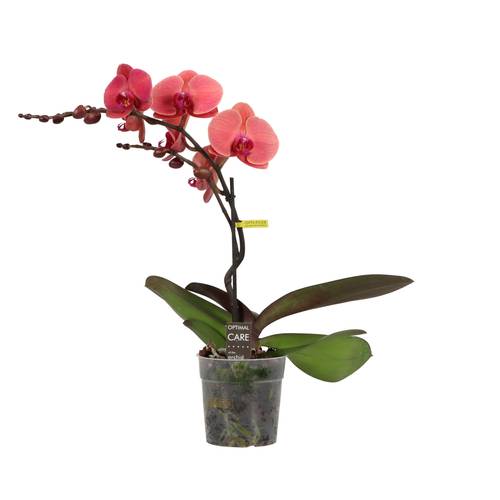 Phal.1-R orange Tablo T12 H040