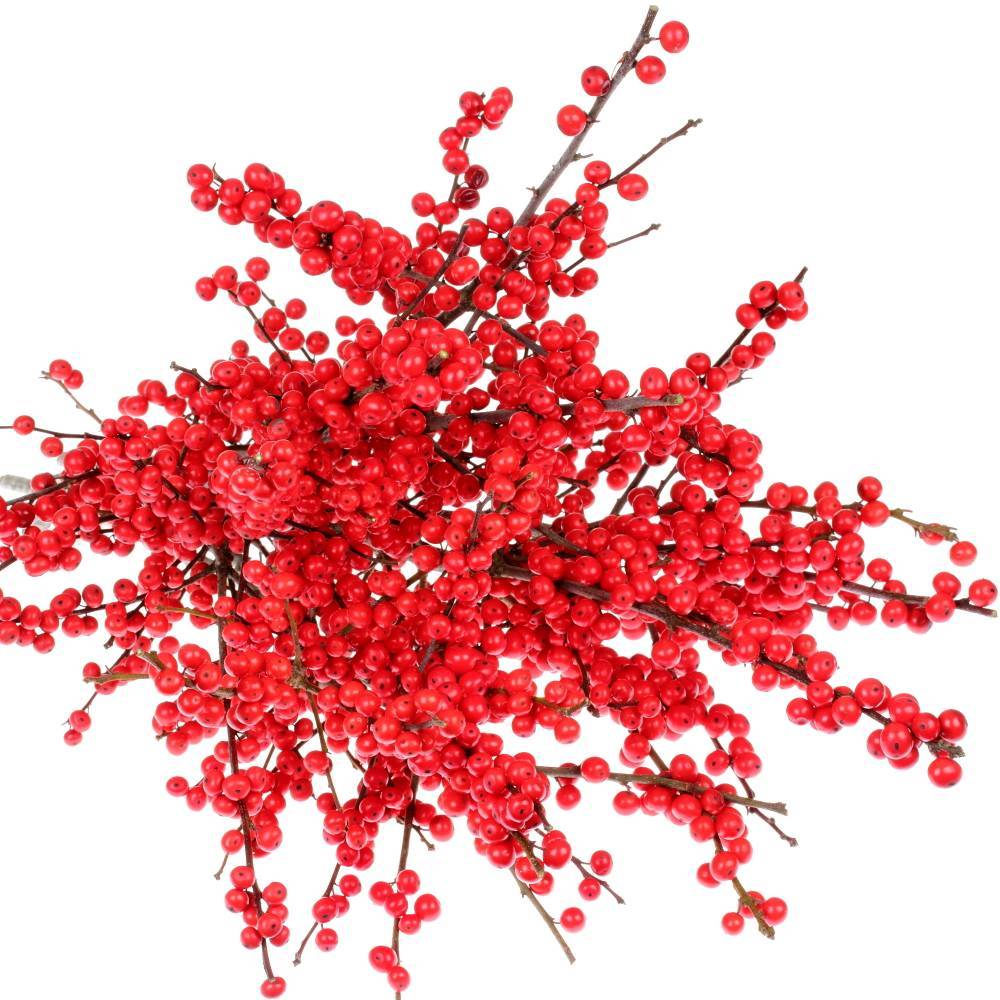 Ilex rot extra  50cm