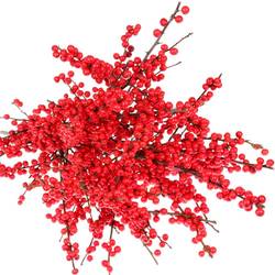 Ilex rot extra  50cm