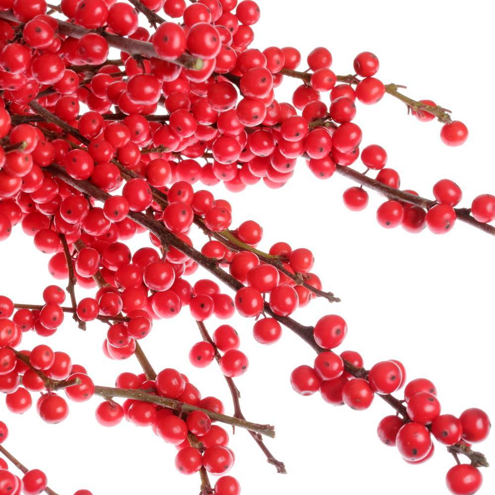 Ilex rot extra  50cm