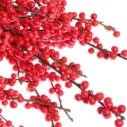 Ilex rot extra  50cm