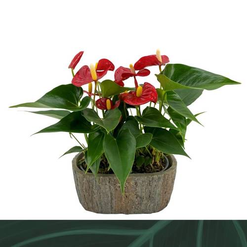 Anthurium rot Aristo im Übertopf T09 H030