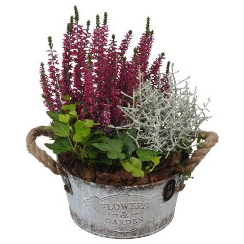 Garten.Arr PTHO7595 Herbst T16 H026