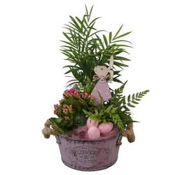 Chamaed.Arr PTPB6452 Ostern T16 H034