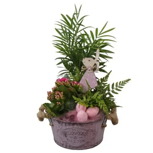 Chamaed.Arr PTPB6452 Ostern T16 H034