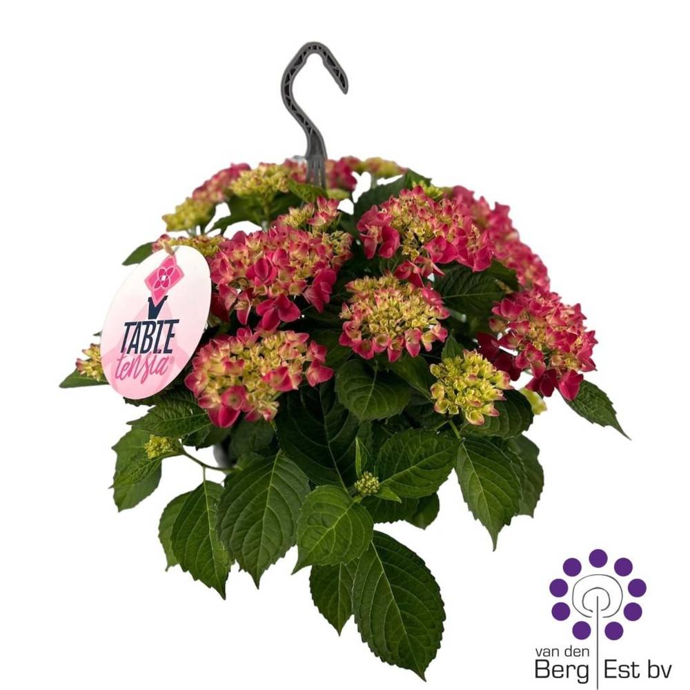 Hortensie rosa Table Tensia 10+ T23 H035