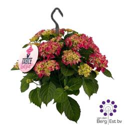 Hortensie rosa Table Tensia 10+ T23 H035