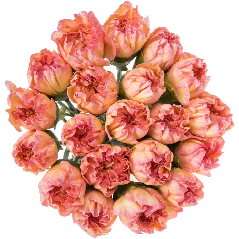 Nelke orange Classic Minami 60cm