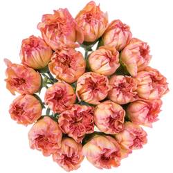 Nelke orange Classic Minami 60cm