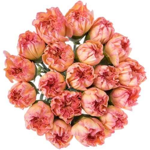 Nelke orange Classic Minami 60cm