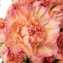 Nelke orange Classic Minami 60cm