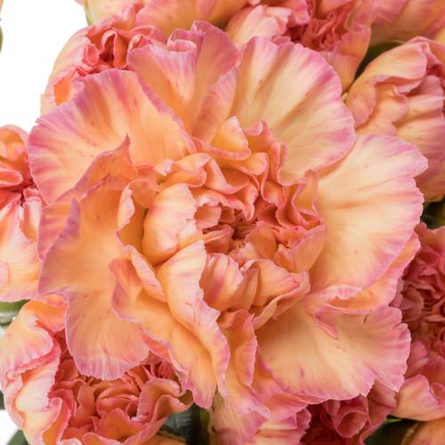 Nelke orange Classic Minami 60cm