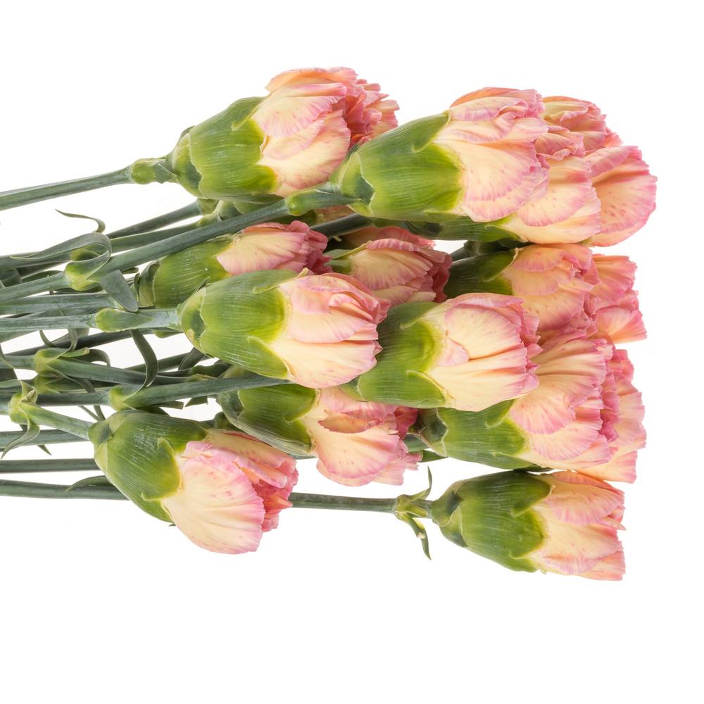 Nelke orange Classic Minami 60cm