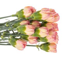 Nelke orange Classic Minami 60cm