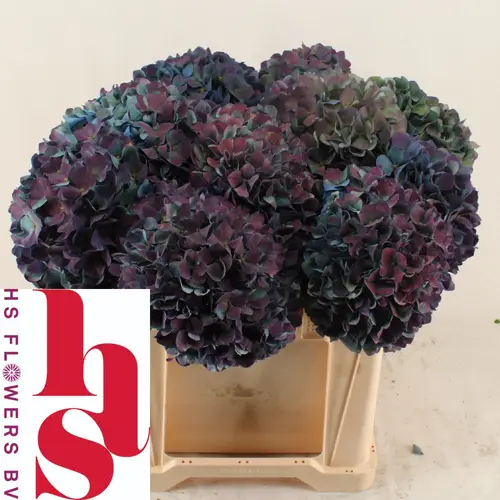 Hortensie violet/türkis Pimpernel cl Bol 17cm 50cm