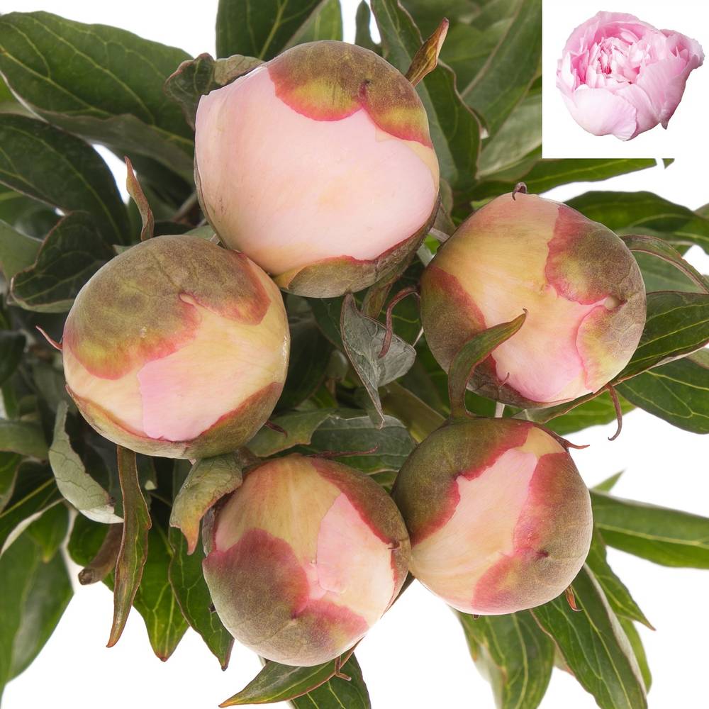 Pfingstrose rosa gefüllt Alertie 55cm