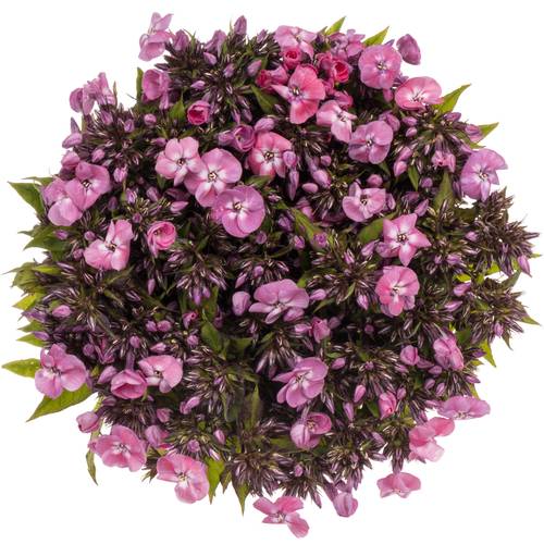 Phlox rosa/lila Junior Dance 40cm x 20