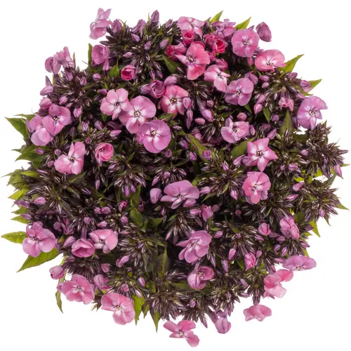 Phlox rosa/lila Junior Dance 40cm x 20