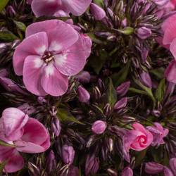 Phlox rosa/lila Junior Dance 40cm x 20