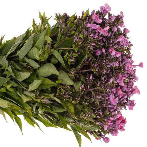 Phlox rosa/lila Junior Dance 40cm x 20