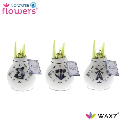 Amar.Bol Wachs mix Delfter Blau rote Bl. 32cm H015