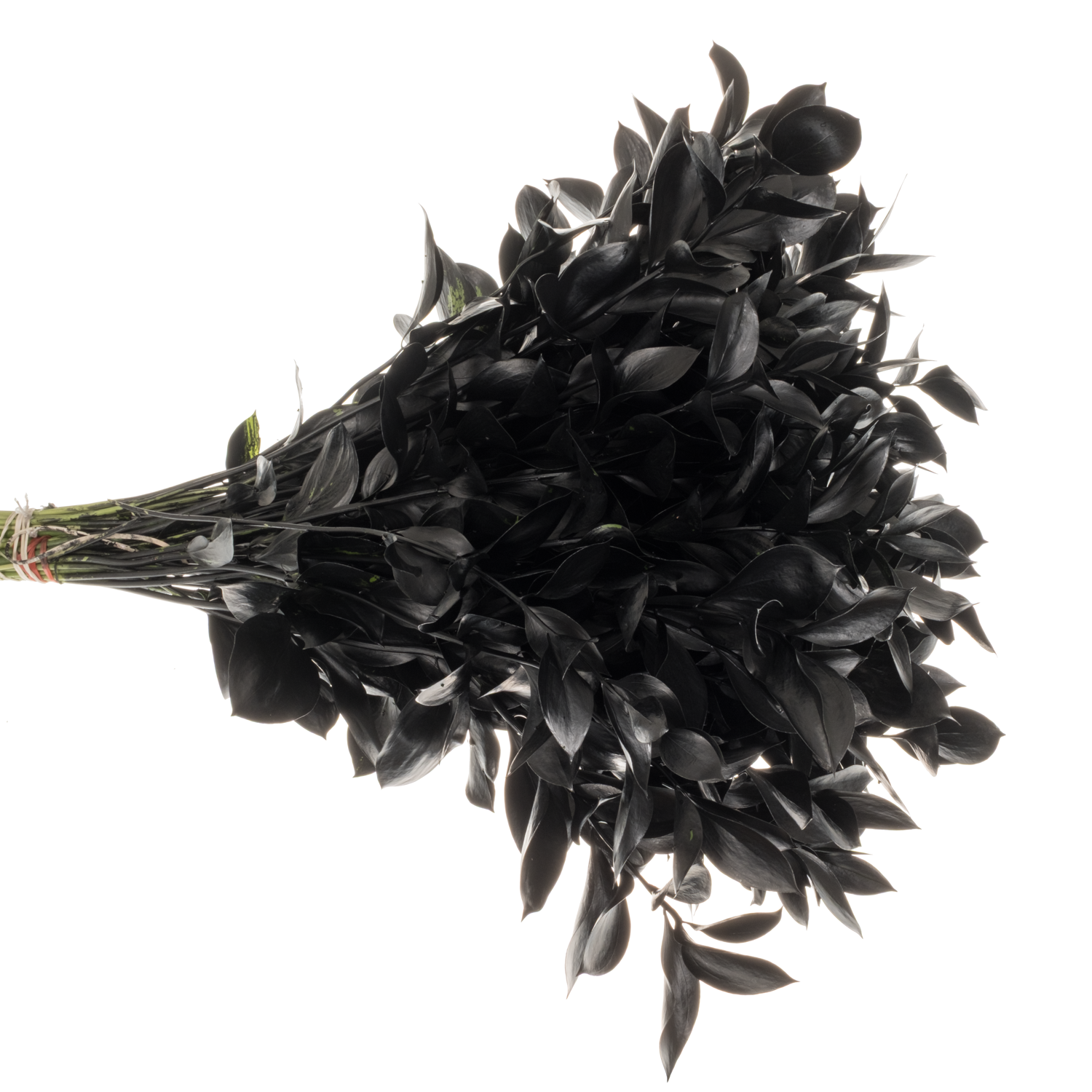 Ruskus schwarz gefärbt 60cm
