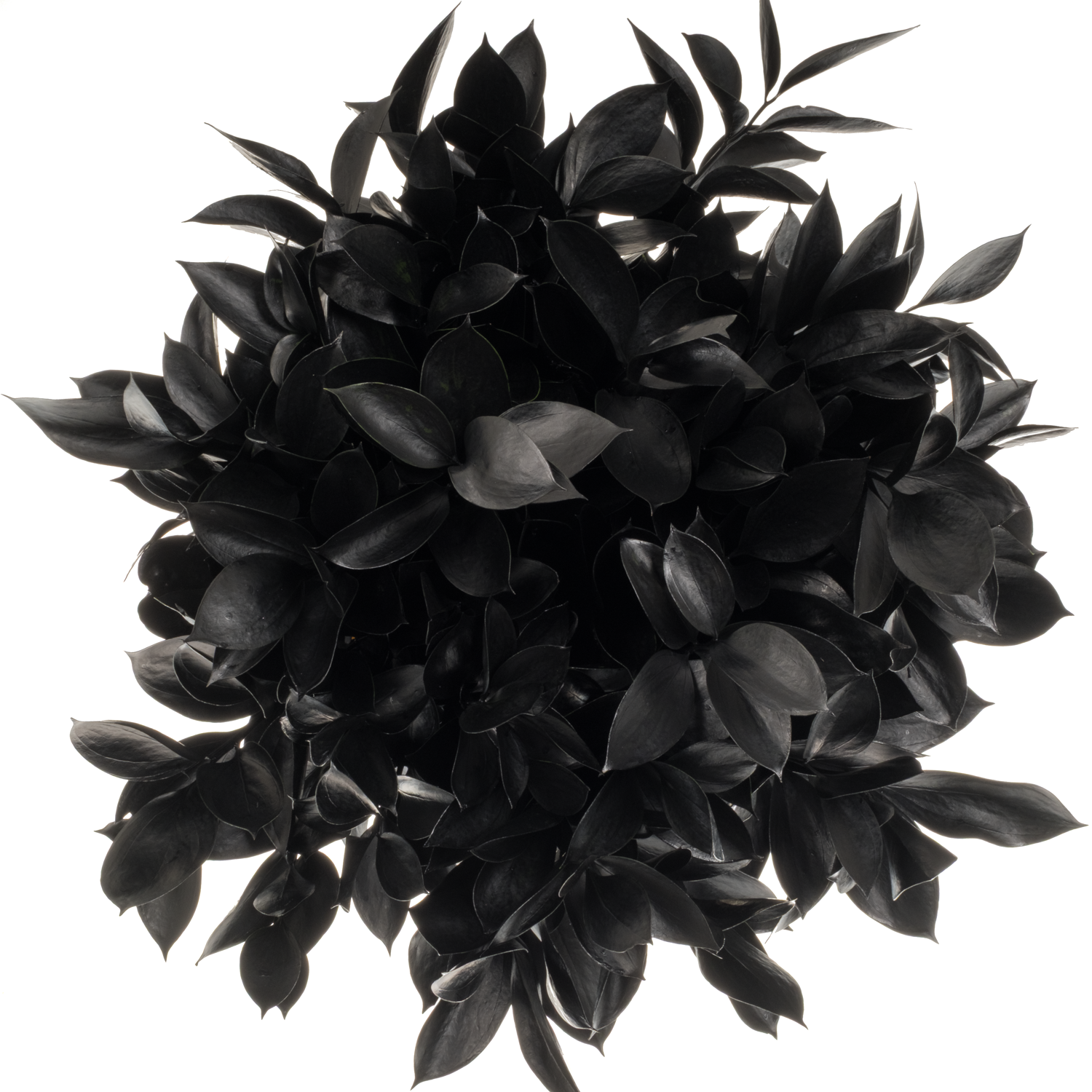 Ruskus schwarz gefärbt 60cm
