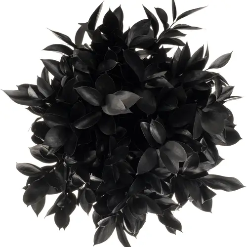 Ruskus schwarz gefärbt 60cm