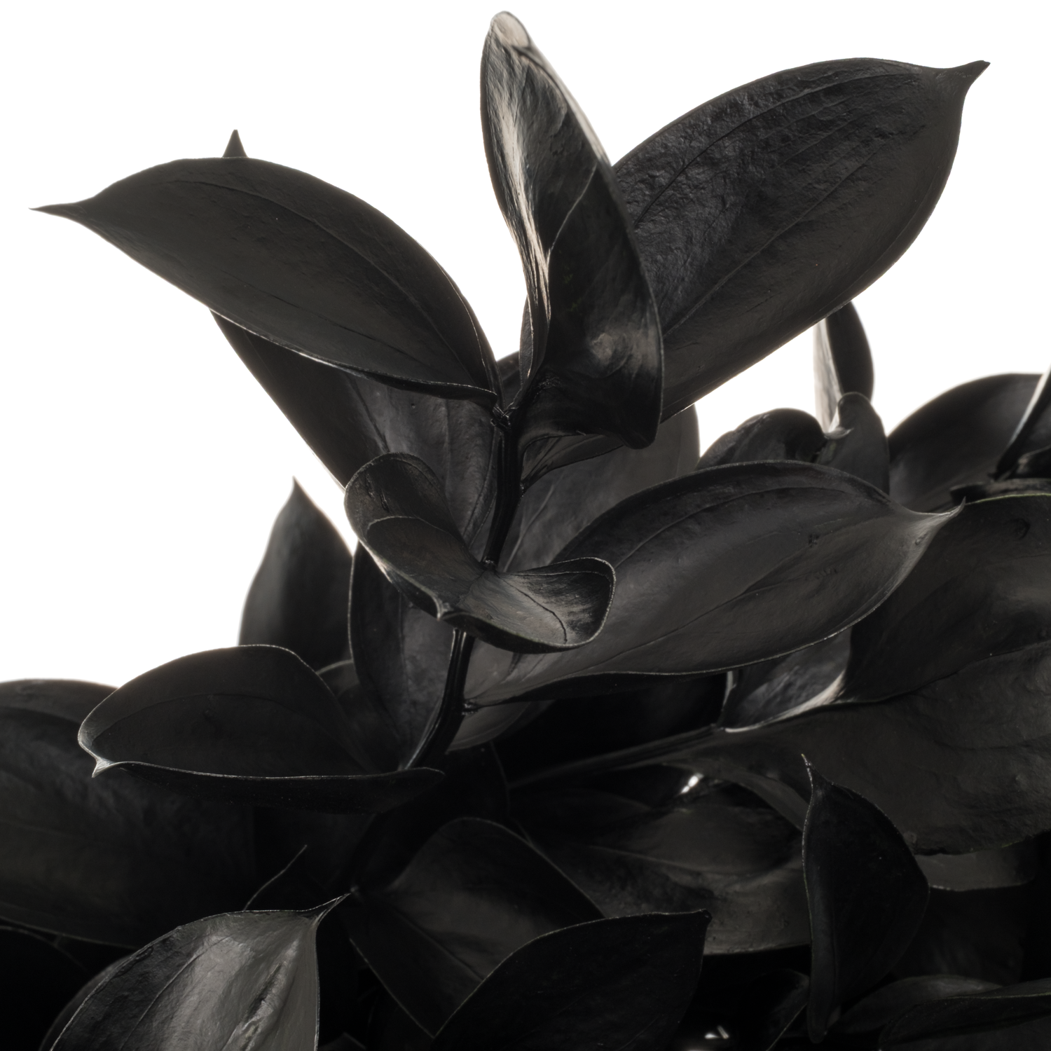Ruskus schwarz gefärbt 60cm