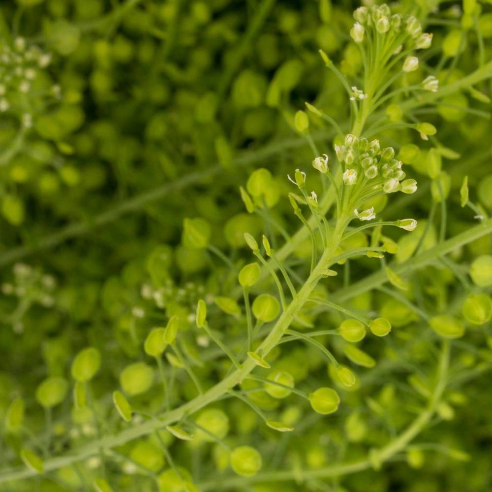 Thlaspi grün Green Bell 20 Gramm 70cm