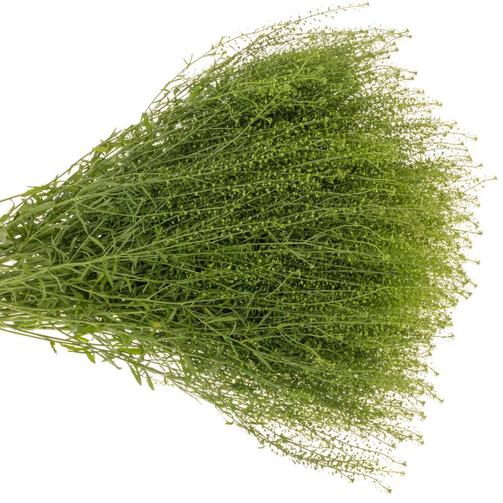 Thlaspi grün Green Bell 20 Gramm 70cm