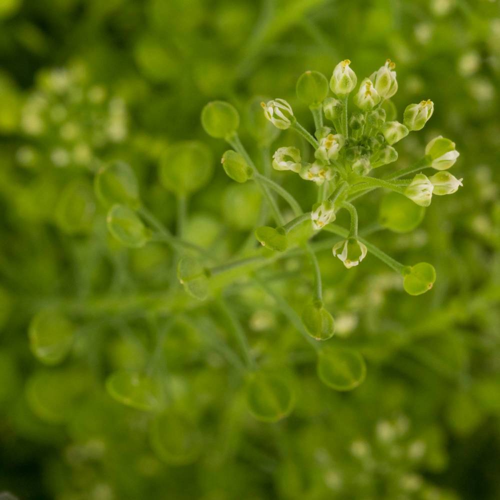 Thlaspi grün Green Bell 20 Gramm 70cm