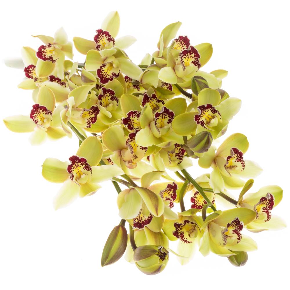 Mini Cymbidium grün Tessa 50cm 10+Blüte