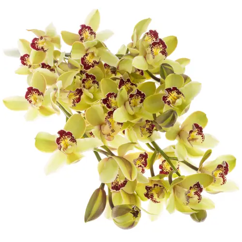 Mini Cymbidium grün Tessa 50cm 10+Blüte