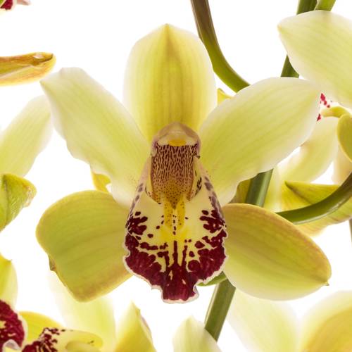 Mini Cymbidium grün Tessa 50cm 10+Blüte