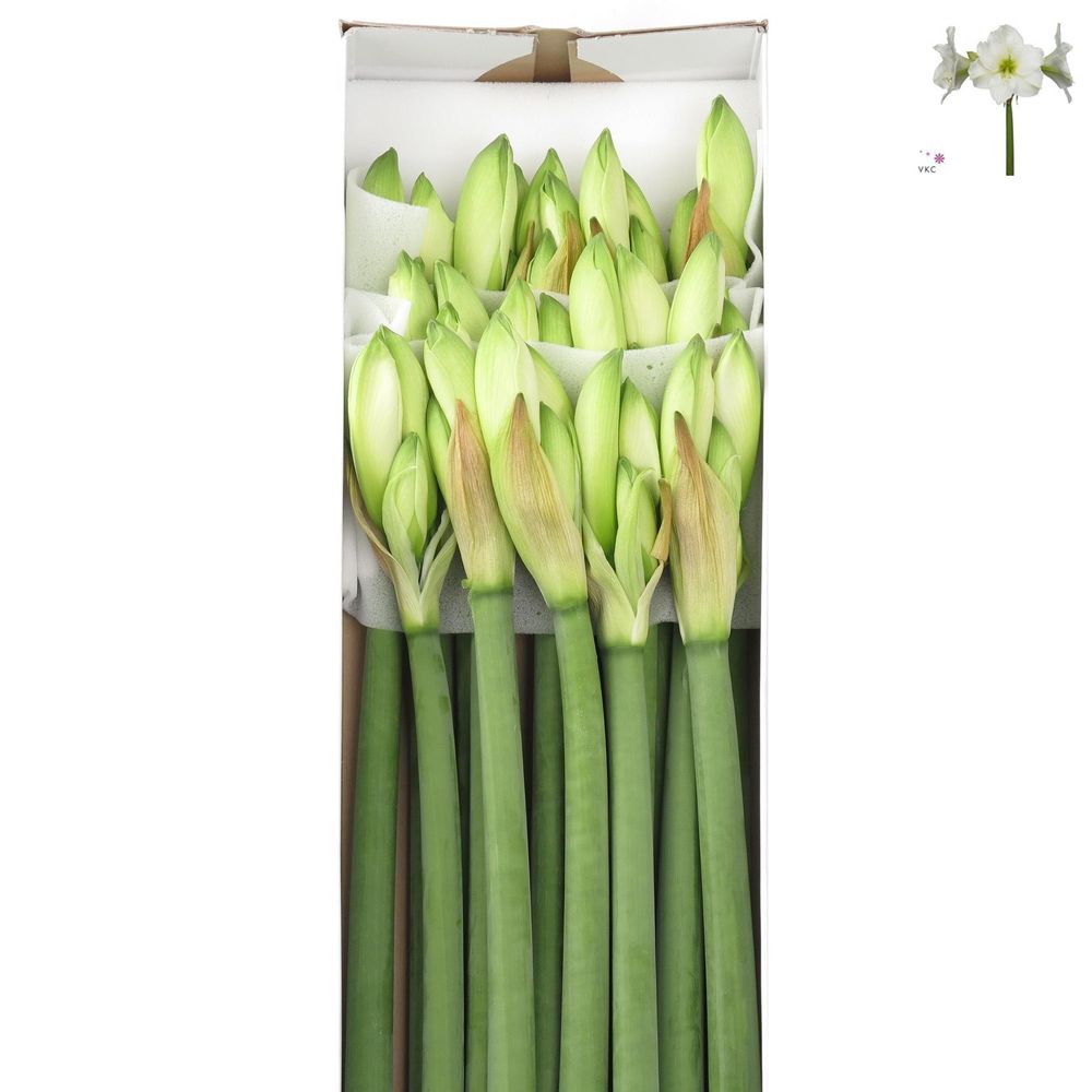 Amaryllis Krt.weiss Christmas X15